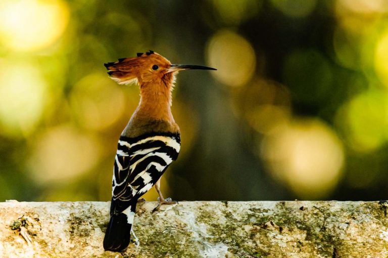 Common Hoopoe basics photography workshop