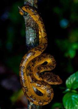 photography editing workshop Malabar Pit Viper